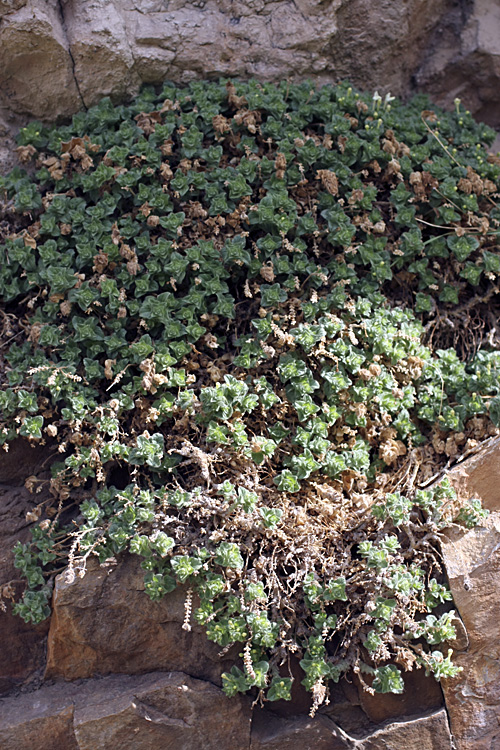 Изображение особи Scutellaria immaculata.