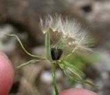 Lactuca dissecta. Соплодие. Туркменистан, хр. Кугитанг, ущелье Умбардере. Июнь 2012 г.