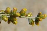 Artemisia santonicum