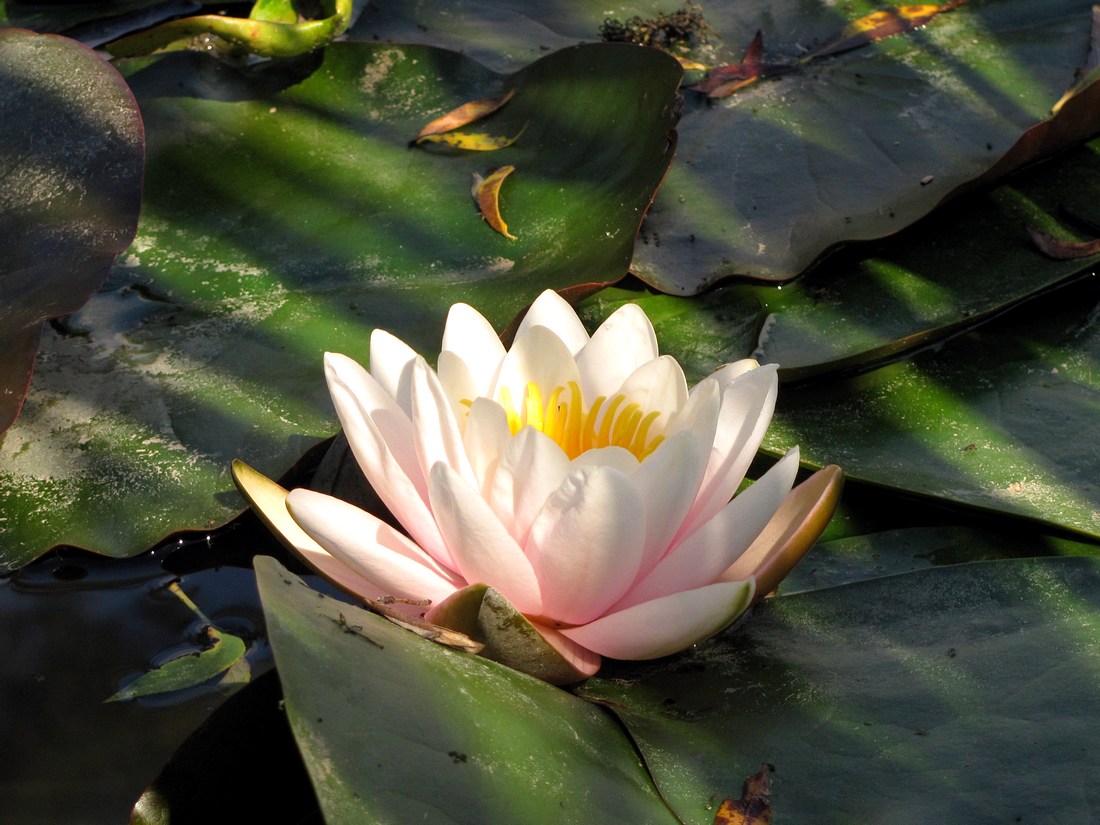 Image of Nymphaea odorata specimen.