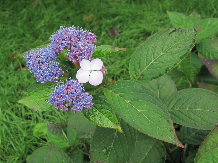 Image of Hydrangea macrophylla ssp. serrata specimen.