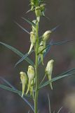 Linaria vulgaris. Соцветие с распускающимися цветками. Карельский перешеек, окр. Сертолово. 07.08.2009.