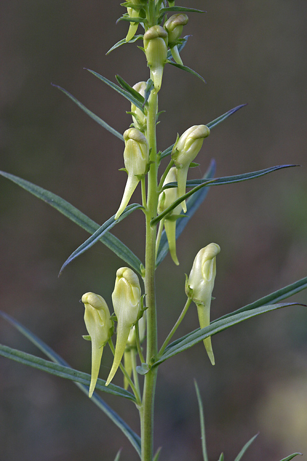 Image of Linaria vulgaris specimen.
