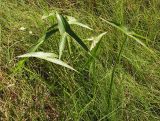 Sagittaria trifolia. Цветущее растение. Приморский край, Спасский р-н, окр. с. Хвалынка. 25.08.2012.