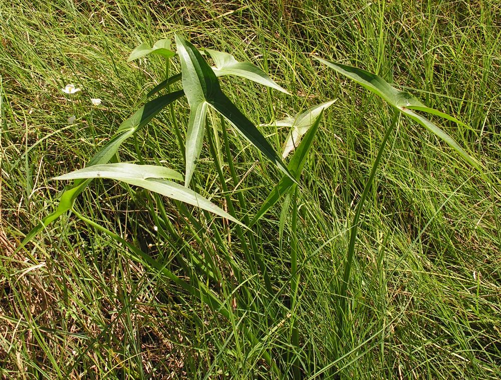 Image of Sagittaria trifolia specimen.
