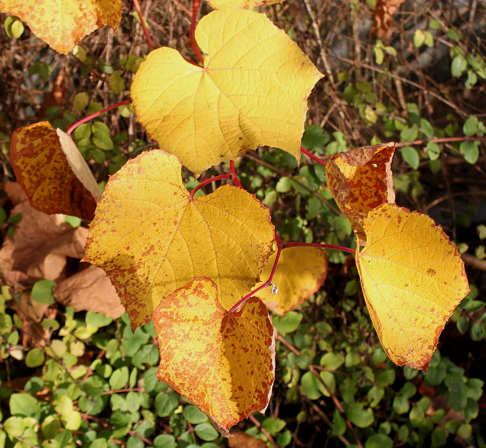 Изображение особи род Vitis.