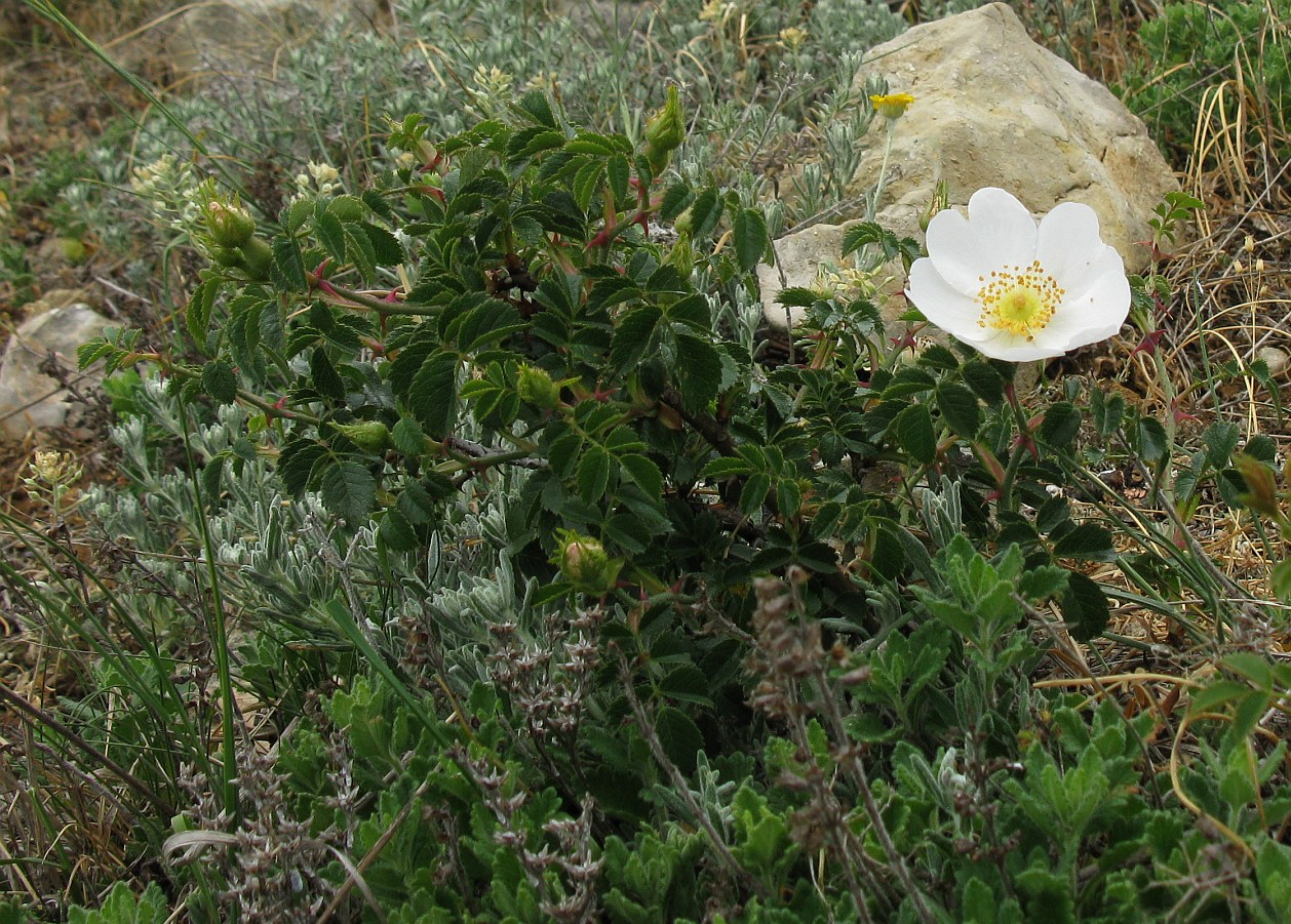 Image of Rosa turcica specimen.