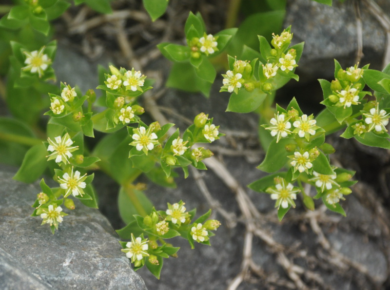 Изображение особи Honckenya peploides ssp. major.