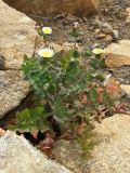 Sonchus oleraceus. Цветущее растение. Южный Берег Крыма, гора Аю-Даг. 1 мая 2009 г.