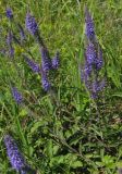 Veronica spicata