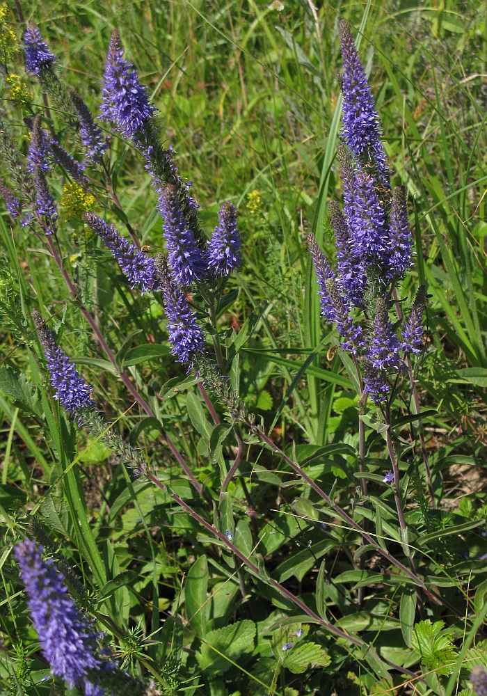 Image of Veronica spicata specimen.