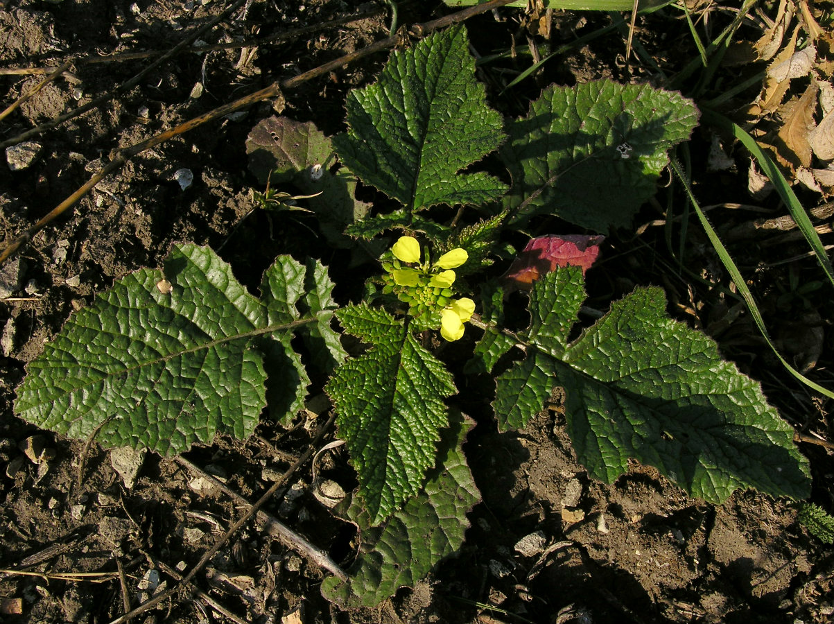 Image of Sinapis arvensis specimen.