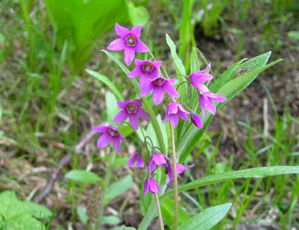 Изображение особи Cortusa sachalinensis.