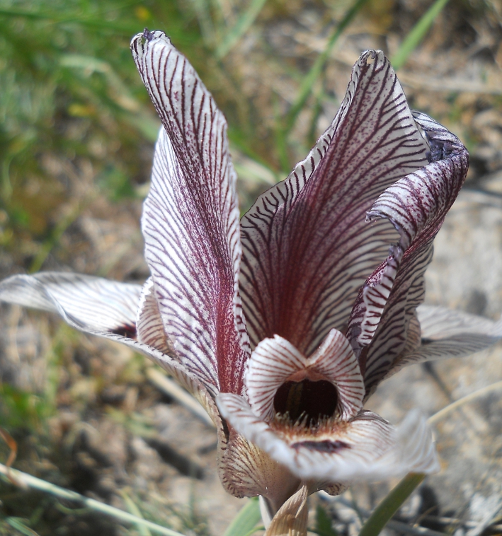 Image of Iris helena specimen.