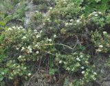 Dasiphora mandshurica. Цветущие растения. Приморье, бухта Русская. 09.08.2012.