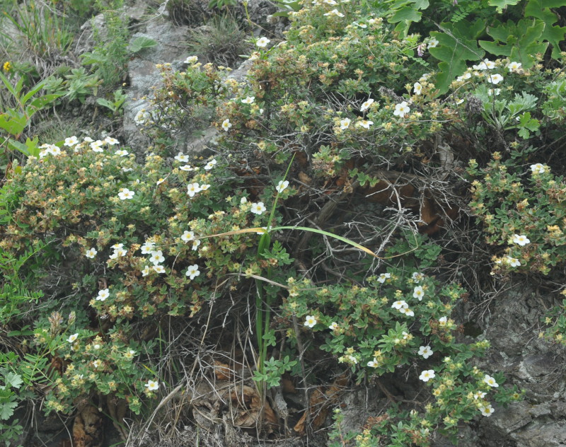 Изображение особи Dasiphora mandshurica.