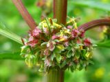 Rumex obtusifolius