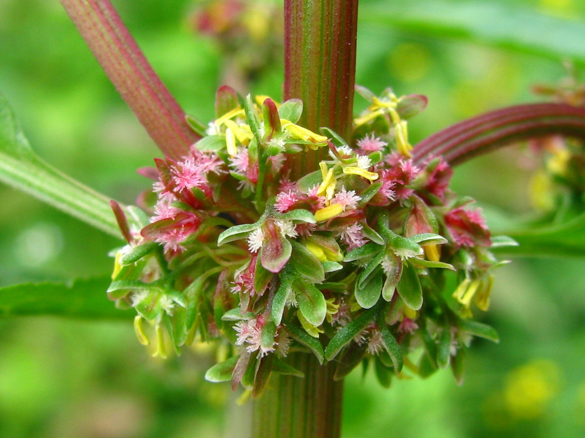 Image of Rumex obtusifolius specimen.