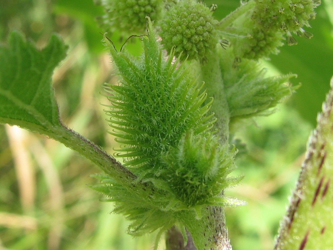 Image of Xanthium orientale specimen.