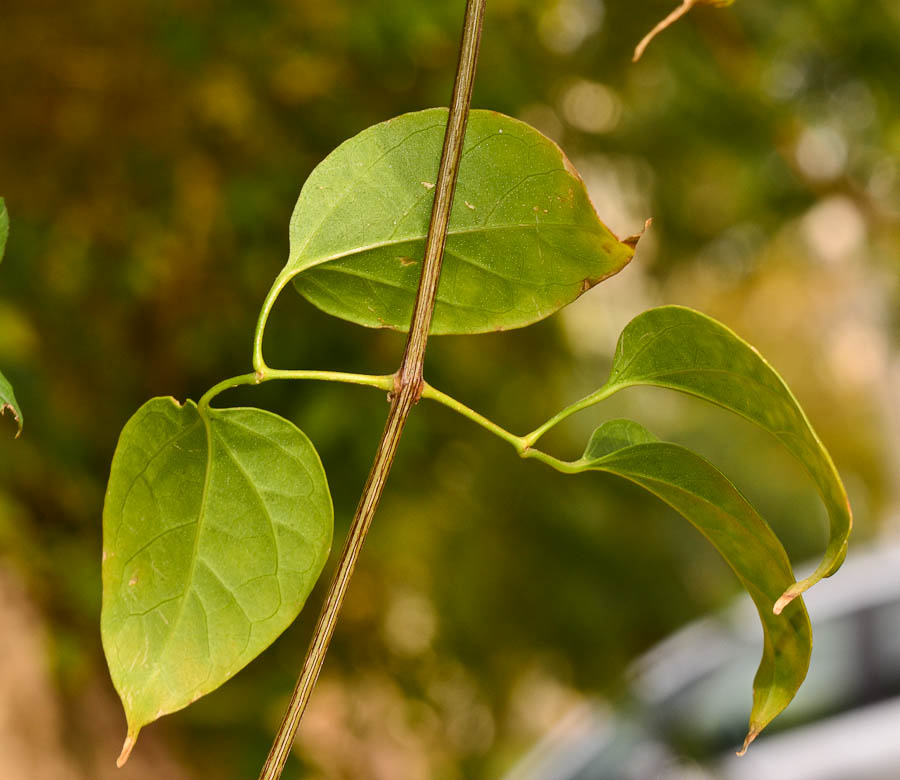 Изображение особи Pyrostegia venusta.