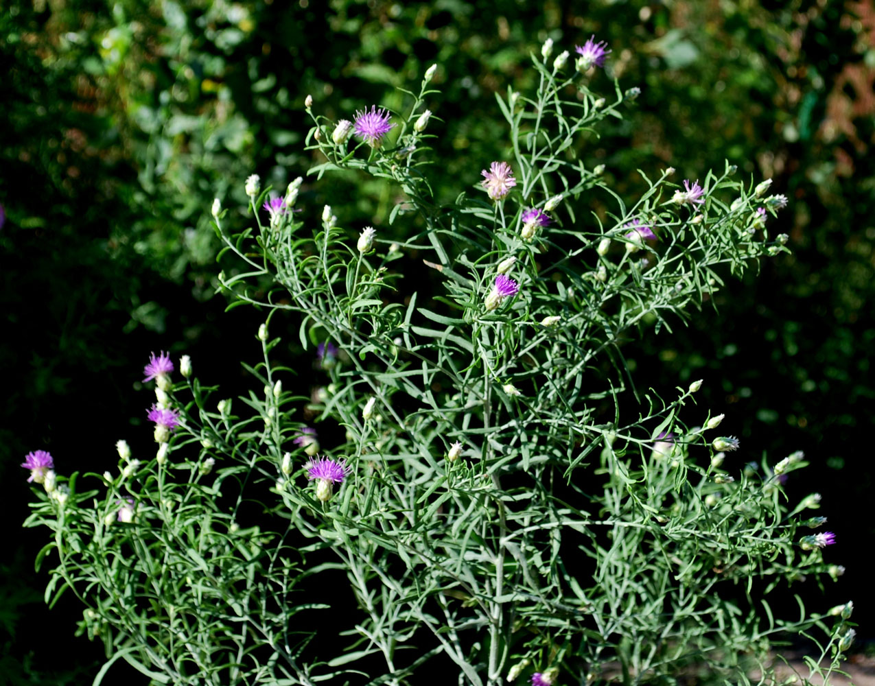 Image of Acroptilon repens specimen.