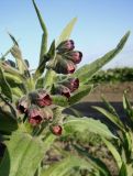 Cynoglossum officinale