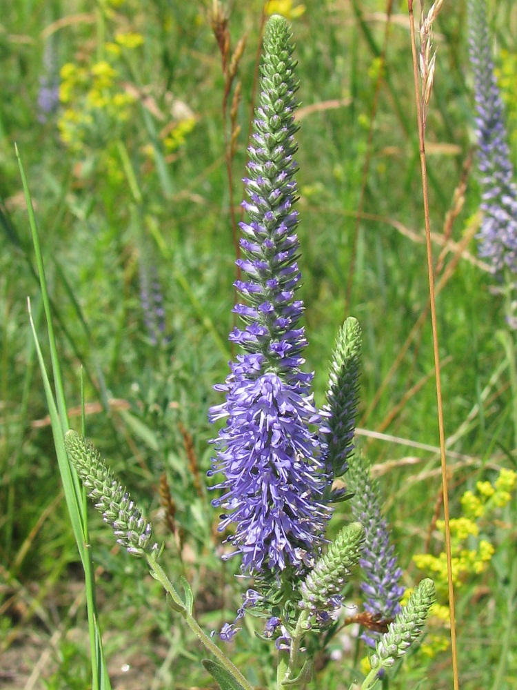 Изображение особи Veronica orchidea.