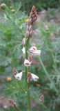 Asphodelus tenuifolius