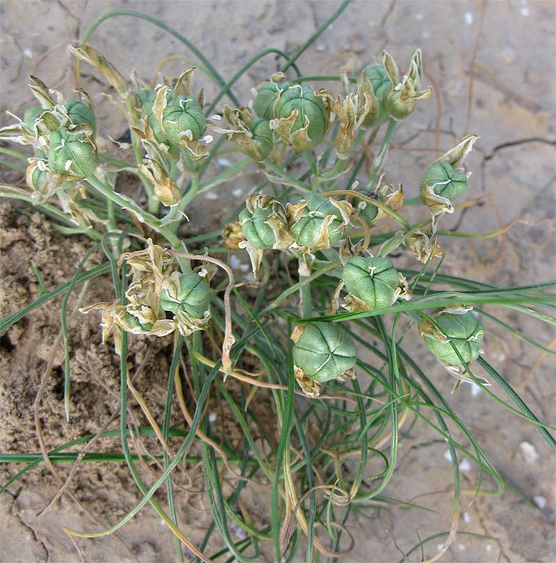 Image of Ornithogalum trichophyllum specimen.