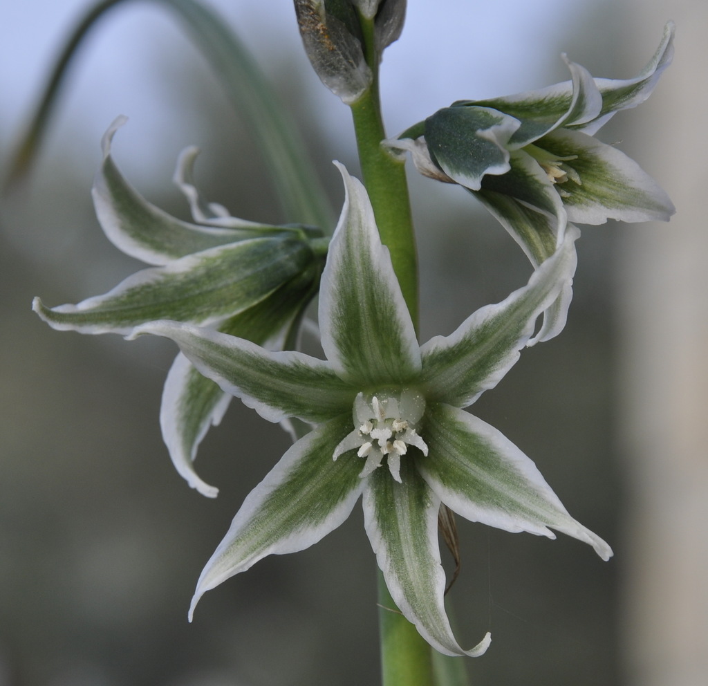 Изображение особи Ornithogalum nutans.