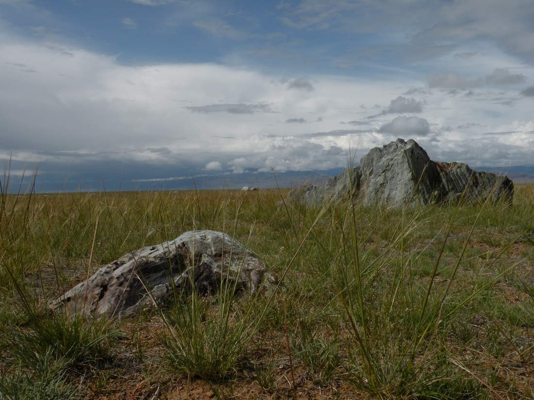 Image of Stipa krylovii specimen.