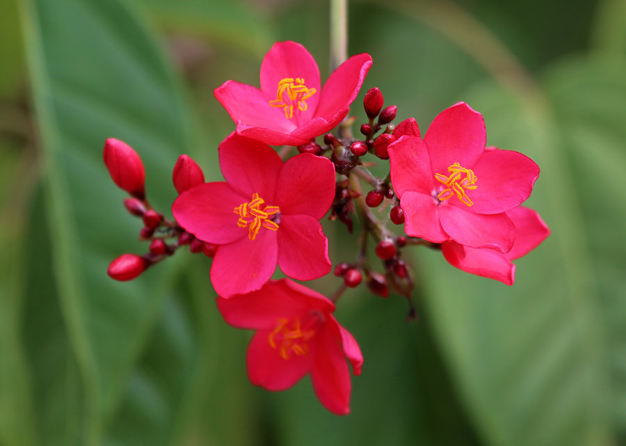 Image of Jatropha integerrima specimen.