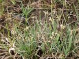 Carex panicea