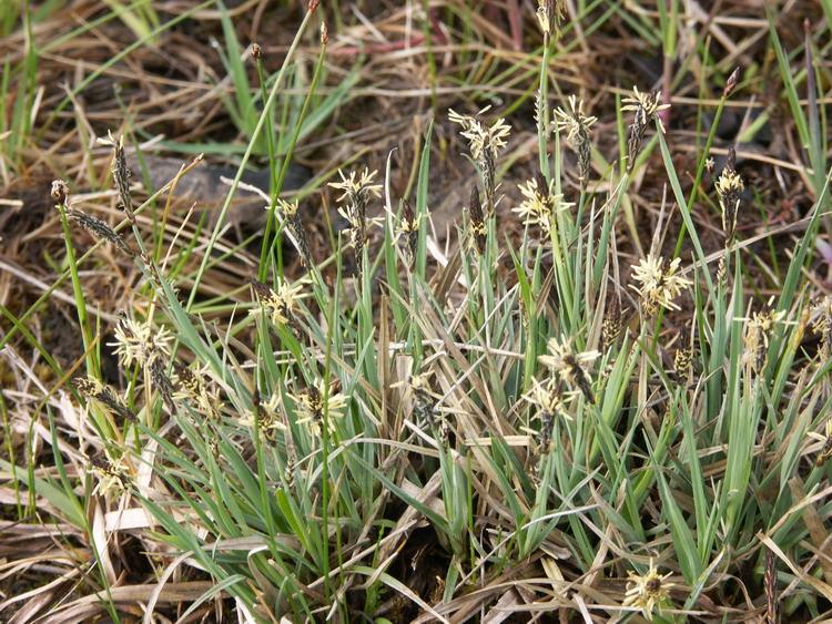 Изображение особи Carex panicea.