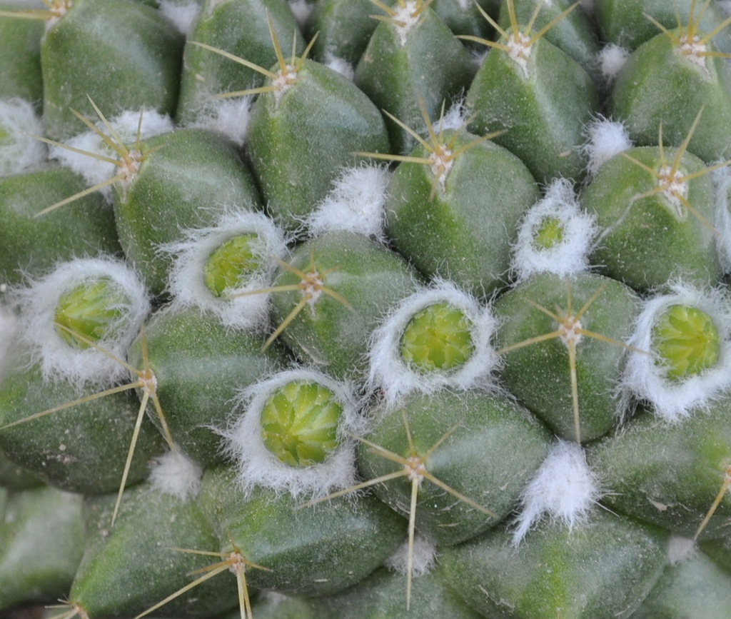 Изображение особи Mammillaria marksiana.