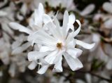 Magnolia stellata