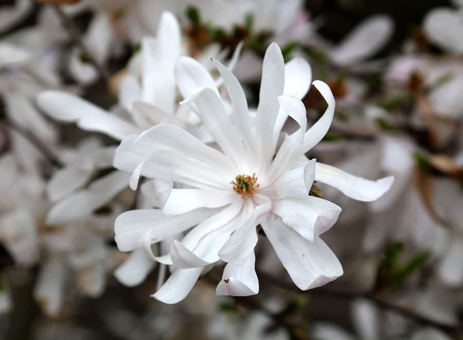 Изображение особи Magnolia stellata.