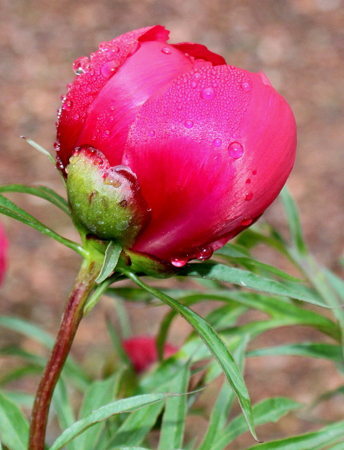 Изображение особи Paeonia &times; smouthii.