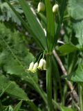 Polygonatum verticillatum. Часть побега с соцветием. Карачаево-Черкесия, Теберда, гора Лысая. 29.05.2013.