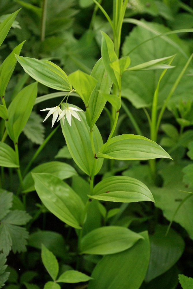 Изображение особи Disporum smilacinum.