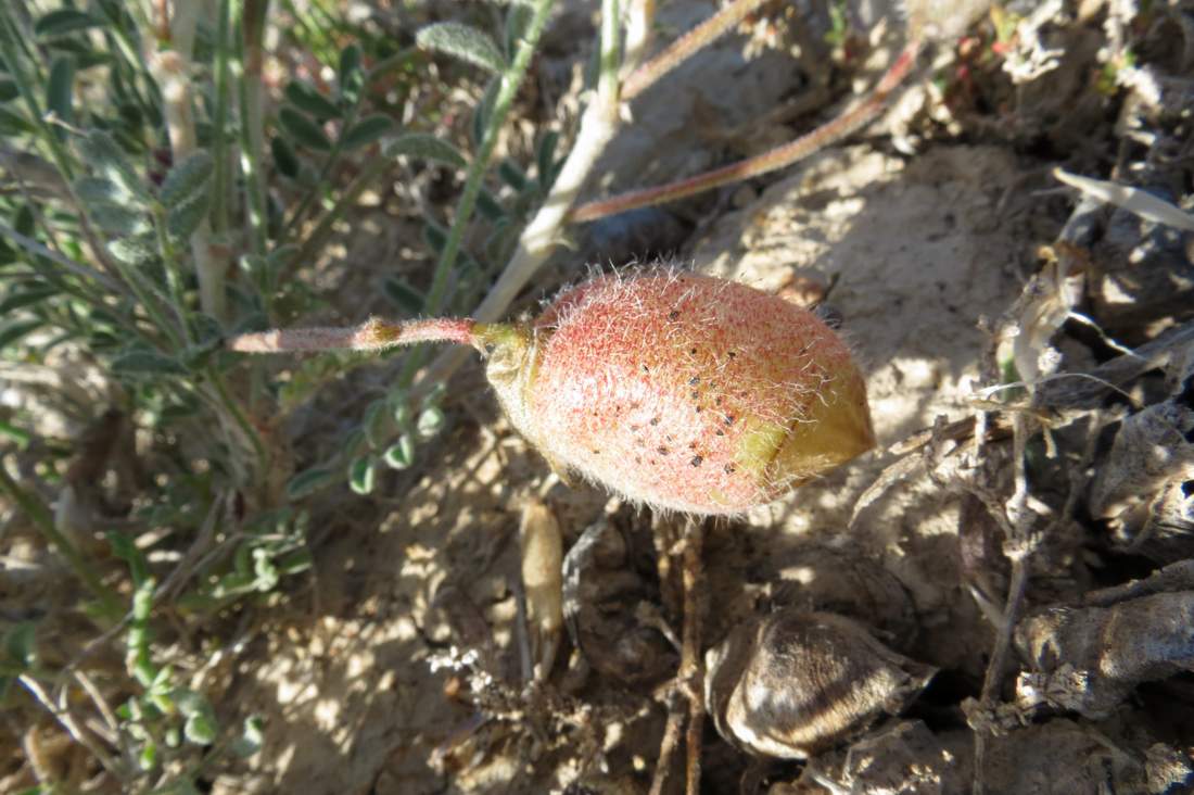 Изображение особи Astragalus pallasii.