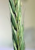 Elymus drobovii