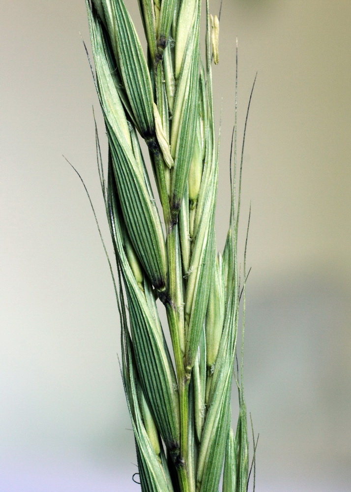 Изображение особи Elymus drobovii.