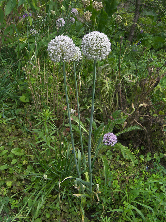 Изображение особи Allium porrum.
