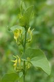 Aristolochia clematitis. Верхушка цветущего растения. Краснодарский край, г. Апшеронск, 1-я надпойменная терраса р. Пшеха, разреженный тополёвый лес. 17.05.2010.