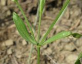 Centaurium pulchellum