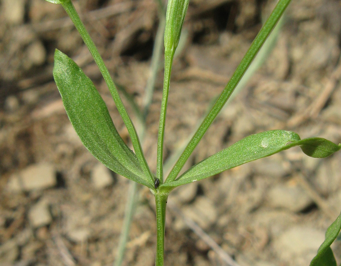 Image of Centaurium pulchellum specimen.