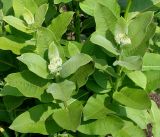 Asclepias syriaca