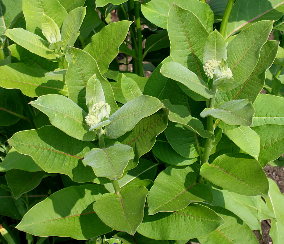 Image of Asclepias syriaca specimen.