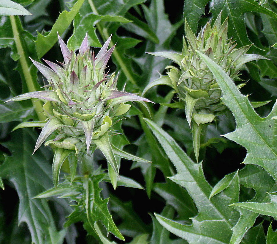 Изображение особи Acanthus spinosus.